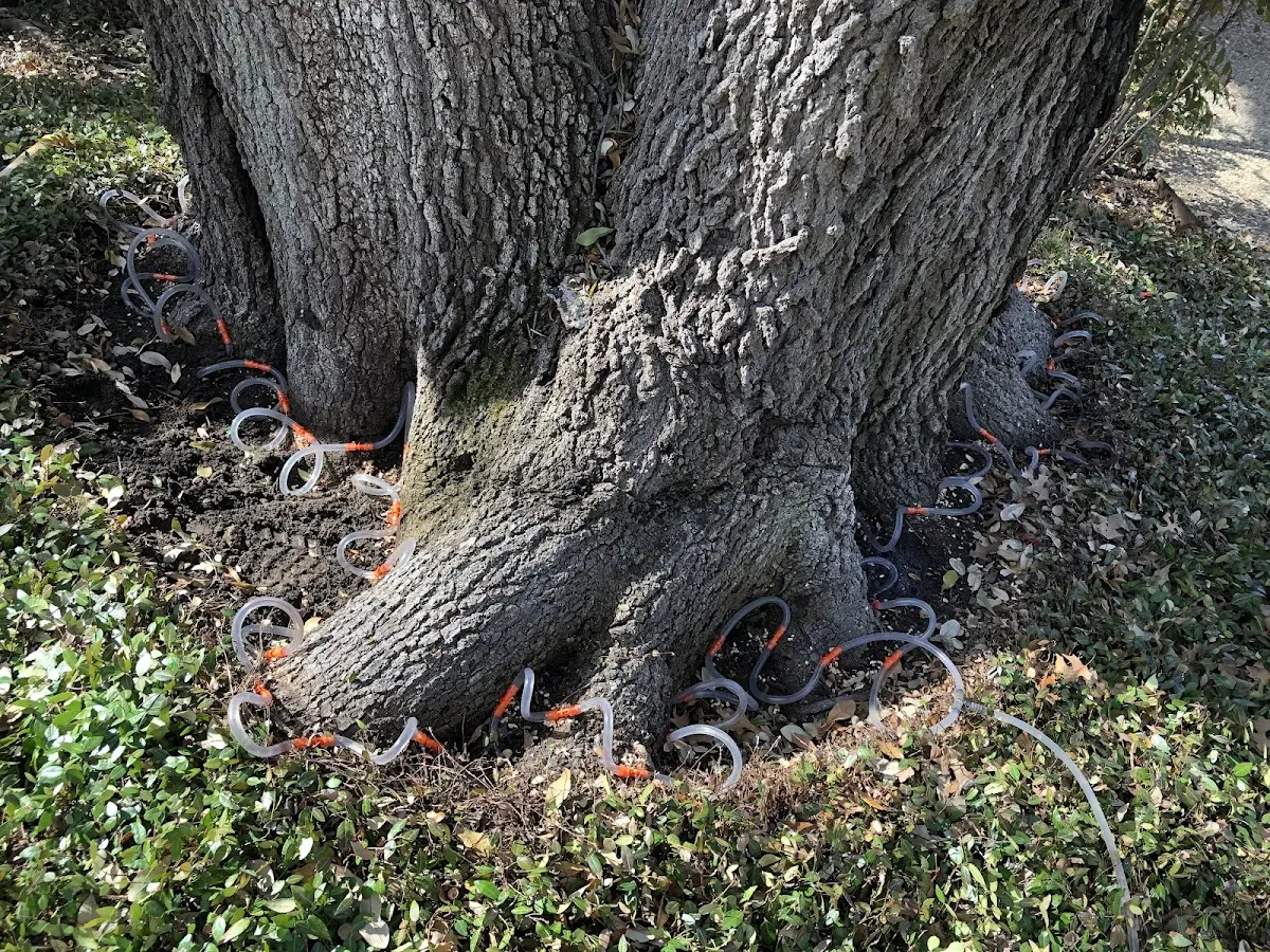 Detailed Tree Cabling and Bracing job site in Pattison